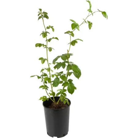 Роза микс с4 кеннет дж харви обретая розу