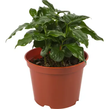 Кофе аравийское d13 h25 анатолий васильевич митяев шестой неполный илл юдина поклпоб митяев