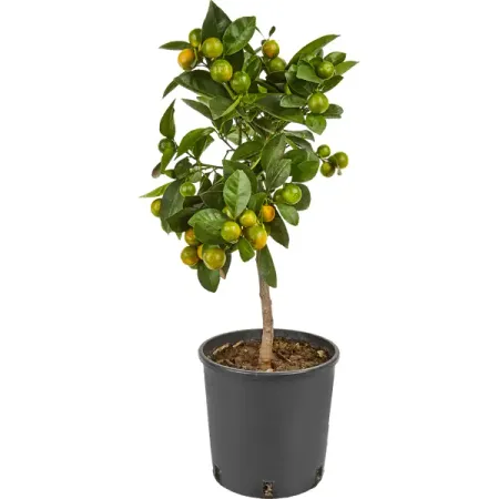 Цитрус микс d19 h50