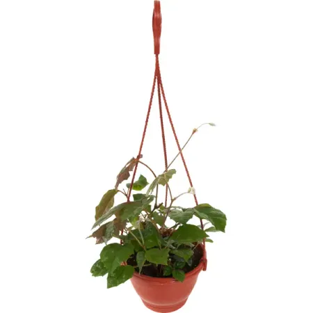 Циссус микс кашпо 16 см ся чжунъи ценности huawei клиенты для бизнеса прежде всего