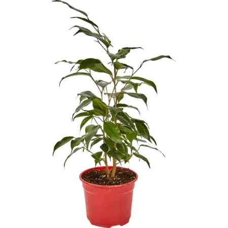 Фикус Бенджамина Даниэль ø12 h25 см