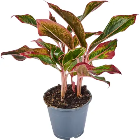 Аглаонема Крит ø12 h25-35 см