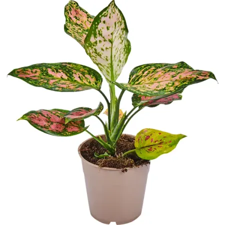 Аглаонема Лайт стар ø12 h35 см