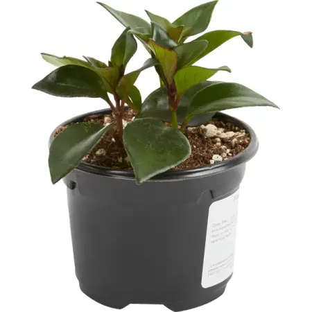 Плант микс ø12 h25 см