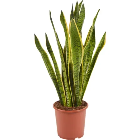Сансеверия лауренти 17x65 см