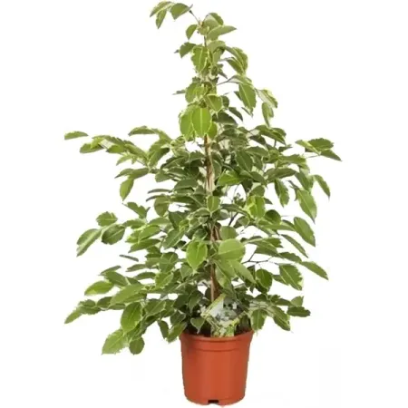 Фикус Бенджамина Голден Кинг 21x105 см