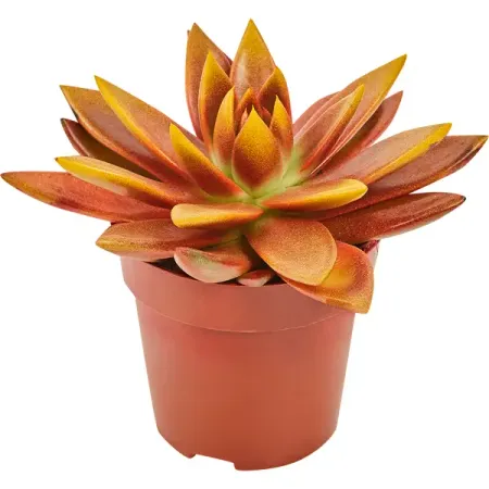 Эхеверия микс 8.5x10 см