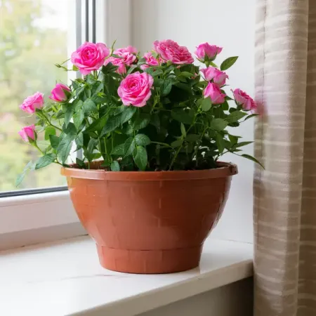 Роза Кордана в кашпо 22x22 см