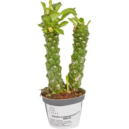 Кактус Эуфорбия Монадениум Ричи ø6 h7-30 м