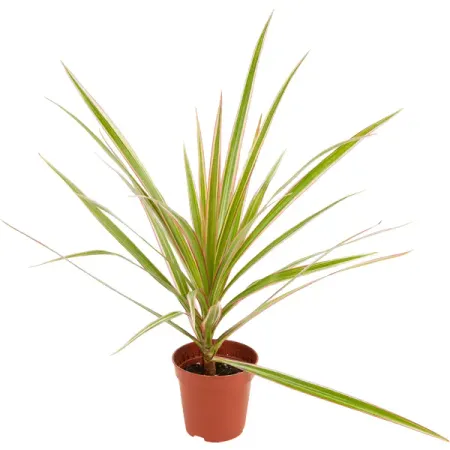 Декоративно-лиственное растение микс зеленый ø6 h10-15 см