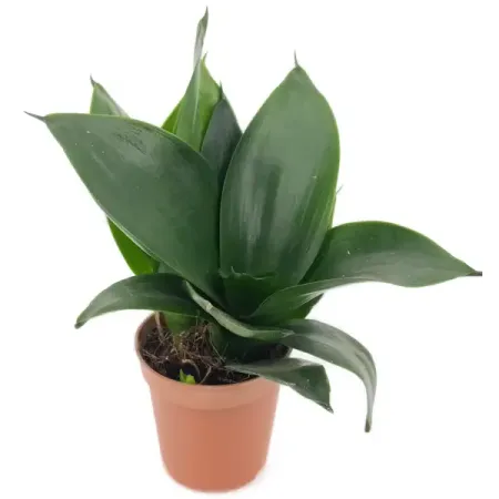 Суккулент Сансевиерия микс ø5 h8 см