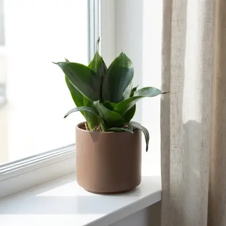 Суккулент Сансевиерия микс ø5 h8 см