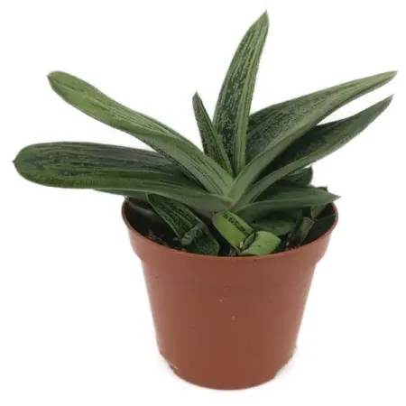 Суккулент Гастерия микс ø8 h10-15 см