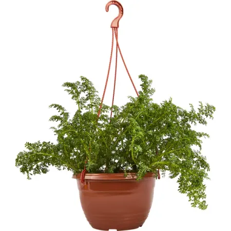 Пилея в кашпо ø21 h35 см