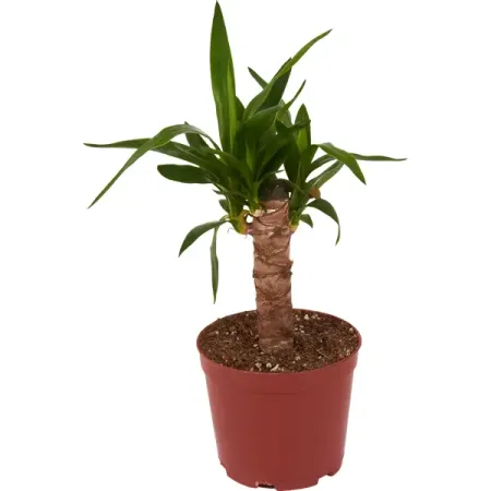 Юкка слоновая d19 h40 см общественно политические парадигмы и развилки в xx веке запад и россия