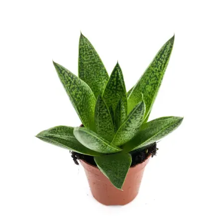 Суккулент супер микс ø5.5 h6-20 см супер жидкий клей булаен 502 50 мл