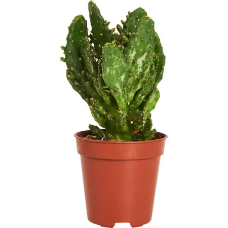 Опунция Ямайская ø6 h6-15 см определитель влажности почвы maxiterra лягушка 28см