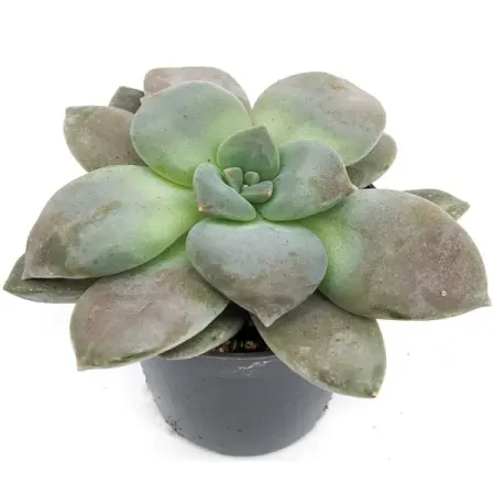 Граптопеталум Филиферум ø6 h5-10 см металлические ветряные колокольчики moonbiffy