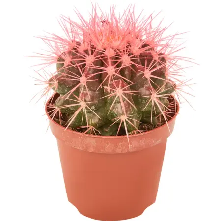 Эхинокактус радуга ø8 h15 см