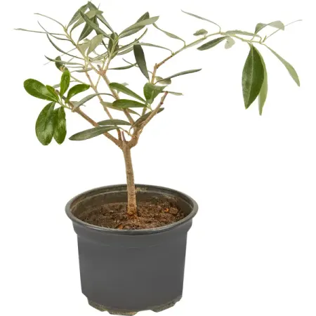 Олива европейская ø12 h30 см