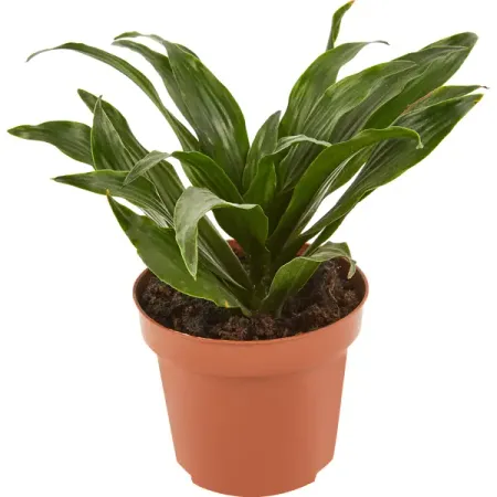 Драцена компакта микс ø12 h20 см