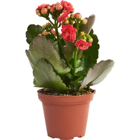 Каланхое махровый микс ø9 h17 см