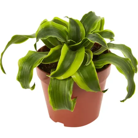 Драцена фрагранс микс ø12 h23 см Росток