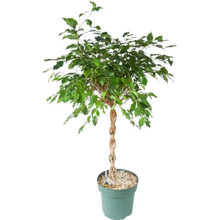 Фикус Бенжамина ø24 h110 см Росток валерия левитина росток сквозь асфальт стихотворения