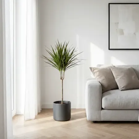 Драцена Маргината ø17 h70 см Росток