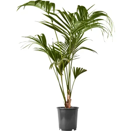 Ховея Форстера ø24 h180 см Росток валерия левитина росток сквозь асфальт стихотворения