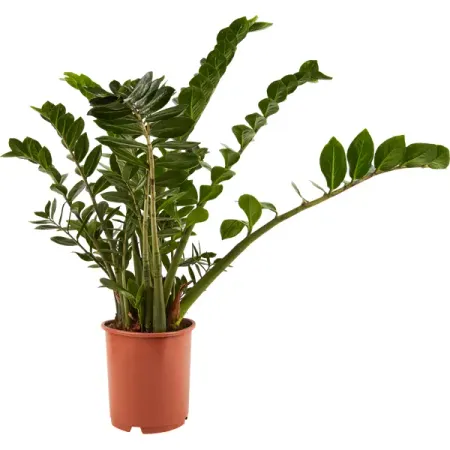 Замиокулкас микс ø27 h110 см Росток нолина бокарнея ø27 h110 120 см