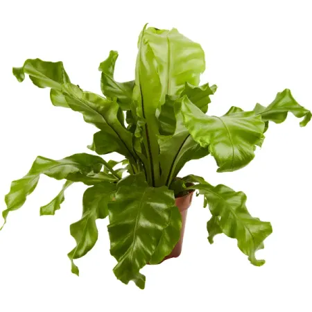 Асплениум микс ø17 h40 см Росток