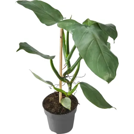 Филодендрон микс ø14 h40 см Росток