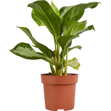 Аглаонема микс ø17 h60 см Росток