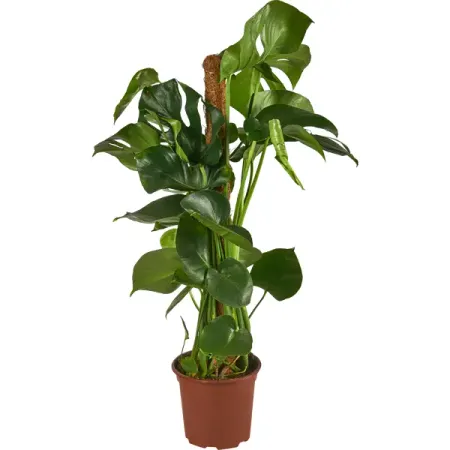 Монстера микс ø21 h75 см Росток