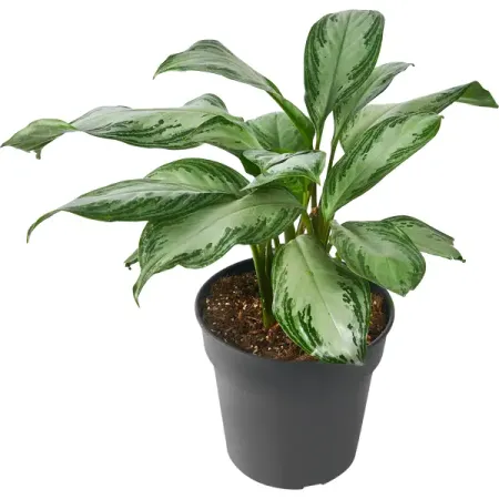 Аглаонема Сильвер ø24 h60 см Росток