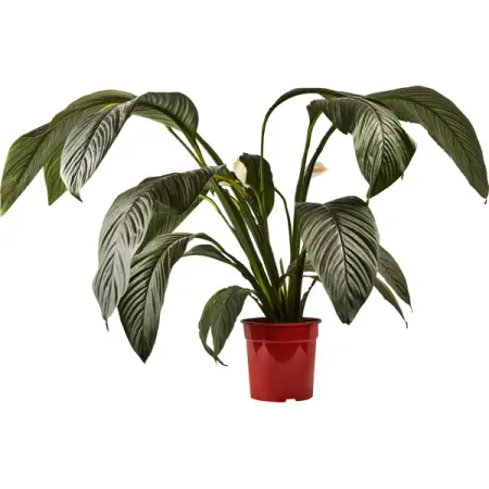 Спатифиллум сенсация ø24 h140 см Росток