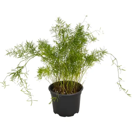 Аспарагус микс ø12 h30 см Росток