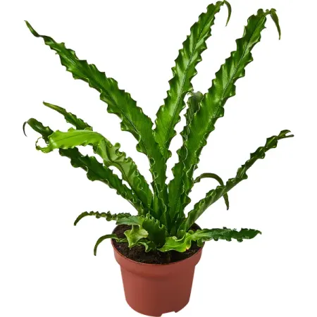 Варенс микс ø12 h30 см Росток