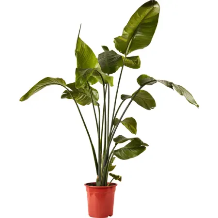 Стрелитция Николай ø21 h110 см Росток нолина бокарнея ø27 h110 120 см