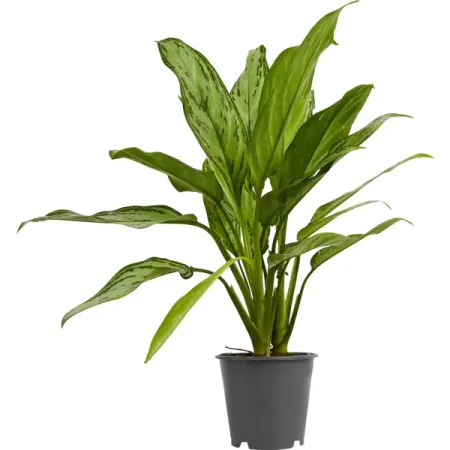 Аглаонема люкс микс ø12 h30 см Росток