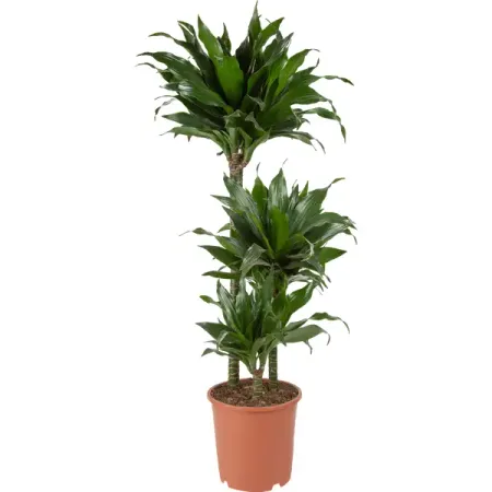 Драцена Блэк Джек 3рр ø21 h80 см