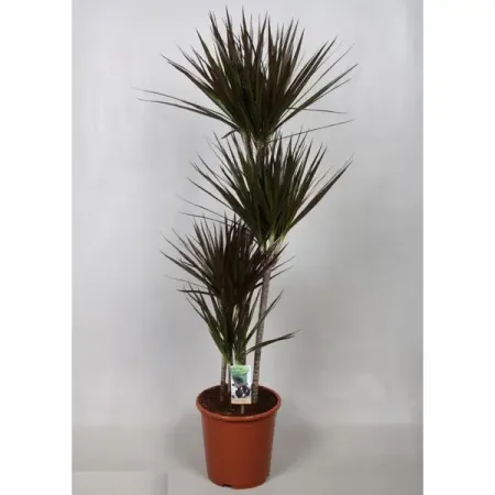 Драцена Магента 4рр ø24 h130 см