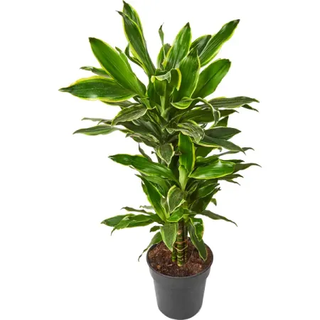 Драцена голден коаст карусель ø21 h75 см калатея голден мозаик ø6 h15 см