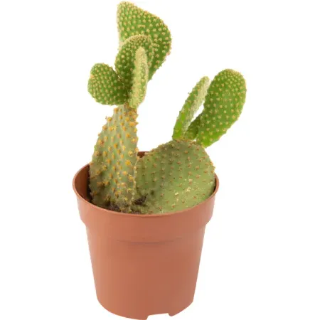 Кактус Опунция ø9 h10 см
