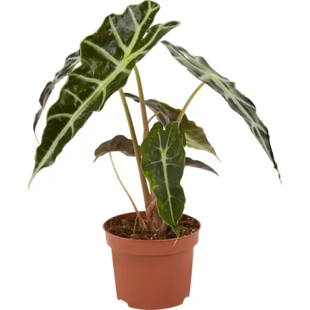 Алоказия Бамбино Эрроу ø12 h20 см