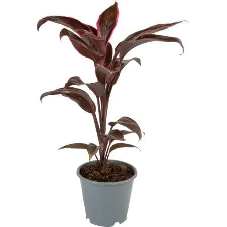 Кордилина микс ø12 h30 см марина лыкова мы похожи стихи для илл агафоновой лыкова