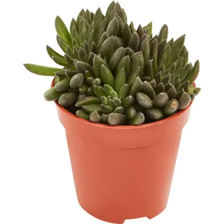 Сцинокрассула микс ø5 h7 см