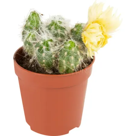 Кактус микс с сухоцветом ø5 h6 см