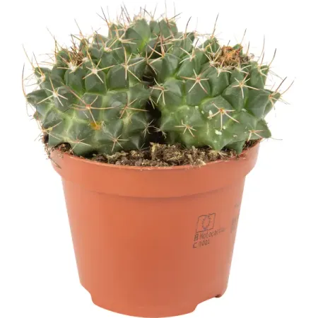Кактус Рок микс ø9 h10 см